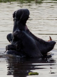 8R2A0897 Hippo Okovango Delta Botswana
