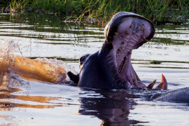 8R2A0919 Hippo Okovango Delta Botswana