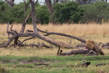 8R2A1196 Lion Okovango Delta Botswana