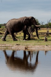 8R2A1236 Elephant Okovango Delta Botswana