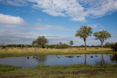 8R2A1242 Hippo Okovango Delta Botswana