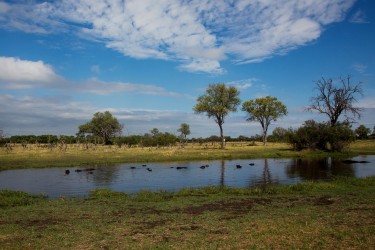 8R2A1243 Okovango Delta Botswana