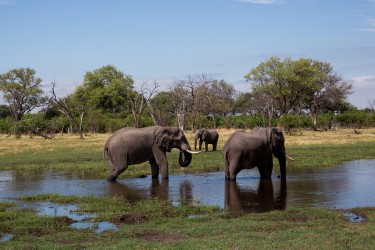 8R2A1252 Elephant Okovango Delta Botswana