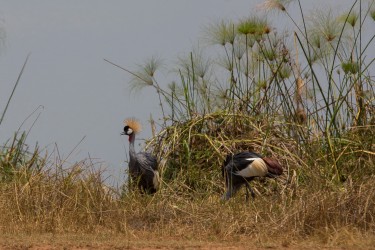 8R2A3023 1 Black Crowned Crane Akagera NP Rwanda