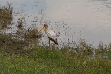 8R2A3070 1 Yellow billed Stork Akagera NP Rwanda