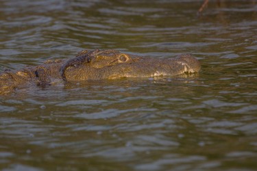 8R2A3138 Crocodile Akagera NP Rwanda