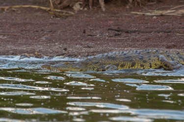 8R2A3164 1 Crocodile Akagera NP Rwanda
