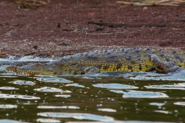 8R2A3164 Crocodile Akagera NP Rwanda