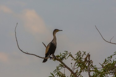 8R2A3172 Great Cormorant Akagera NP Rwanda