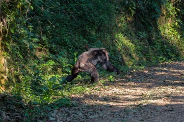 8R2A3553 1 Chimp Nyungwe NP Rwanda