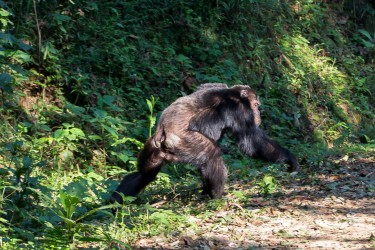 8R2A3553 Chimp Nyungwe NP Rwanda