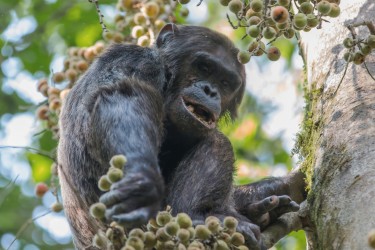 8R2A3595 Chimp Nyungwe NP Rwanda