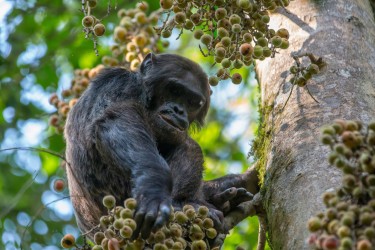 8R2A3599 Chimp Nyungwe NP Rwanda