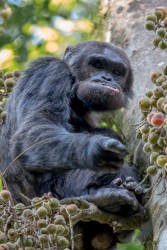 8R2A3607 Chimp Nyungwe NP Rwanda