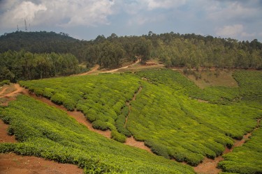 8R2A3689 Tea Plantation Nyungwe NP Rwanda