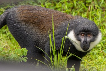 8R2A3709 L Hoest s Guenon Monkey Nyungwe NP Rwanda