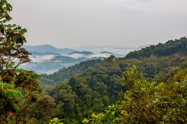 8R2A3779 Rain Forest Nyungwe NP Rwanda