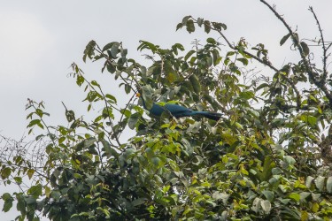 8R2A3912 Great Blue Turaco Nyungwe NP Rwanda
