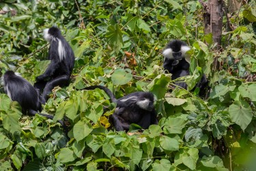 8R2A3974 Angola Black White Colobus Monkey Nyungwe NP Rwanda