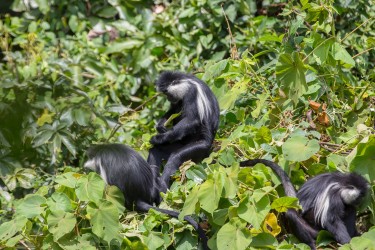 8R2A3979 Angola Black White Colobus Monkey Nyungwe NP Rwanda