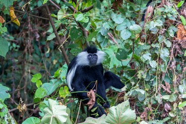 8R2A4011 Angola Black White Colobus Monkey Nyungwe NP Rwanda