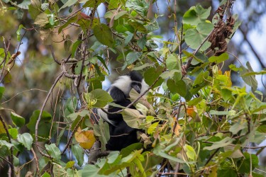 8R2A4035 Angola Black White Colobus Monkey Nyungwe NP Rwanda