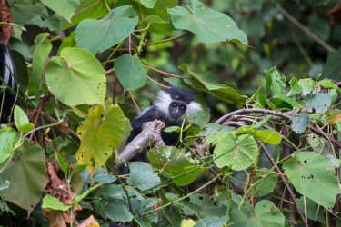 8R2A4043 1 Angola Black White Colobus Monkey Nyungwe NP Rwanda
