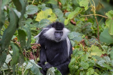 8R2A4054 Angola Black White Colobus Monkey Nyungwe NP Rwanda