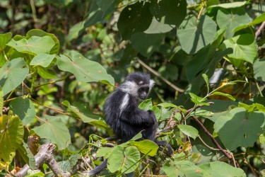 8R2A4070 Angola Black White Colobus Monkey Nyungwe NP Rwanda