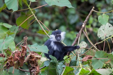 8R2A4087 Angola Black White Colobus Monkey Nyungwe NP Rwanda