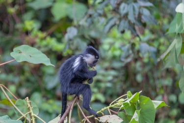 8R2A4095 Angola Black White Colobus Monkey Nyungwe NP Rwanda