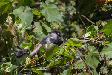 8R2A4157 Angola Black White Colobus Monkey Nyungwe NP Rwanda