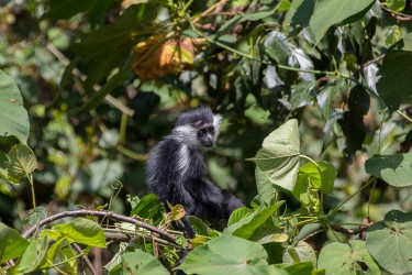 8R2A4158 Angola Black White Colobus Monkey Nyungwe NP Rwanda