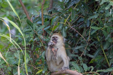 8R2A4192 Vervet Monkey Nyungwe NP Rwanda